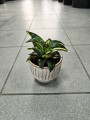 Sansevieria trif Spiral Star