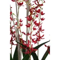 Różowa orchidea w szklanej osłonce PTMD