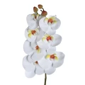 Biała orchidea Phalaenopsis PTMD