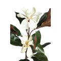 Kwiat białej Magnolii PTMD