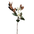 Kwiat białej Magnolii PTMD