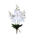 Biłay storczyk Phalaenopsis PTMD