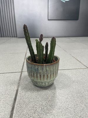 Stapelia leendertziae fioletowa