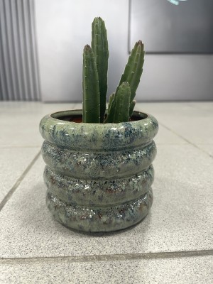 Stapelia leendertziae