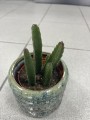 Stapelia leendertziae