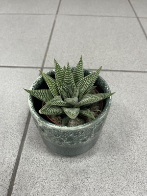 Haworthia fasciata Big Band, haworsja pasiasta