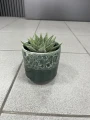 Haworthia fasciata Big Band Haworsja pasiasta