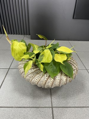 Philodendron scandens Brasil, filodendron