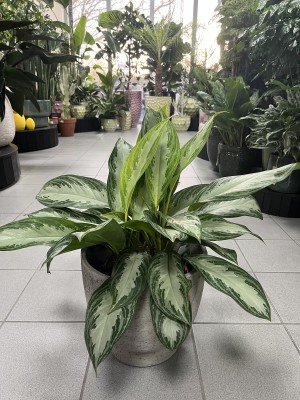 Aglaonema Silver Bay L