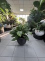 Aglaonema Chantal