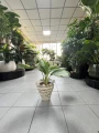 Aglaonema Silver Bay