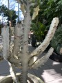 Euphorbia lactea White Goast wilczomlecz mleczny