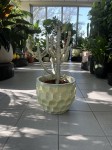 Euphorbia lactea White Goast, wilczomlecz