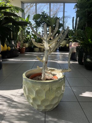 Euphorbia lactea White Goast, wilczomlecz