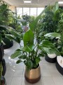 Strelitzia Nicolai