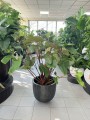 Homalomena rubescens Maggy