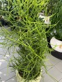 Euphorbia Tirucalli, wilczomlecz palczasty XL