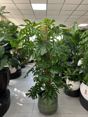 Monstera deliciosa, monstera dziurawa XXL