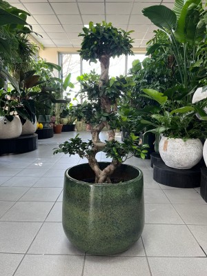 Ficus microcarpa Ginseng bonsai, fikus