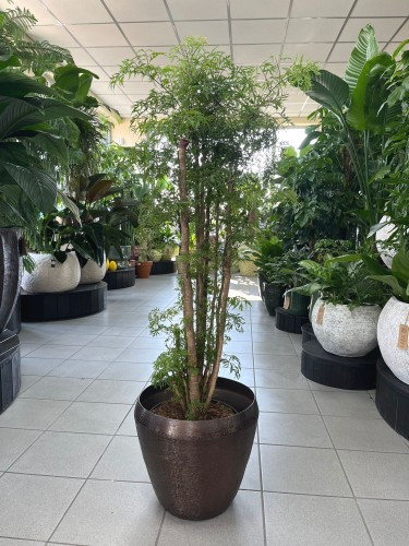 Polyscias fruticosa Ming