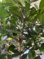 Ficus Cyathistipula