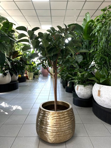 Ficus elastica Robusta