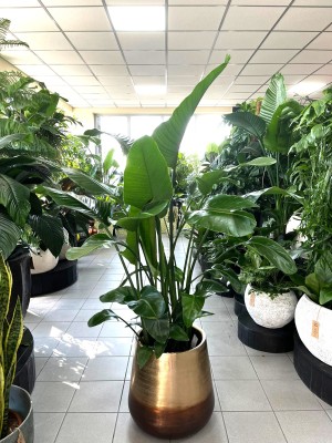 Strelitzia Nicolai