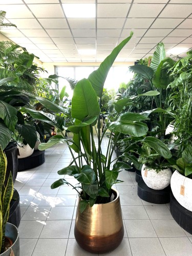 Strelitzia Nicolai