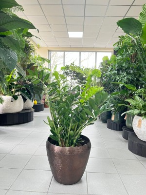 Zamioculcas zamiifolia, zamiokulkas XL