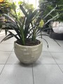 Kliwia mix żółta i pomarańczowa, Clivia miniata XL