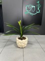 Clivia miniata Yellow Kliwia