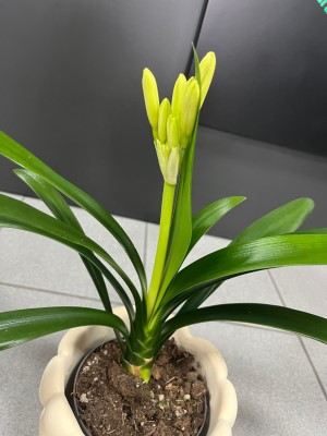 Clivia miniata Yellow, kliwia żółta