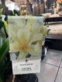 Clivia miniata Yellow Kliwia