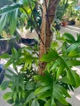 Philodendron pedatum XXL