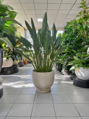 Strelitzia reginae, strelicja królewska, rajski ptak