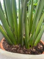 Strelitzia Reginae, Strelicja królewska L