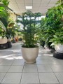 Araucaria heterophylla L
