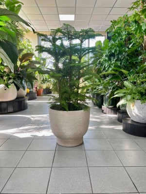 Araucaria heterophylla L, araukaria
