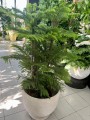 Araucaria heterophylla L