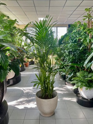 Howea forsteriana, kentia, kencja, palma XL