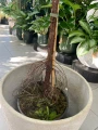 Ficus Lyrata drzewko XXL