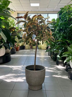 Ficus elastica Belize, fikus