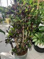Kroton, Codiaeum variegatum Mammi