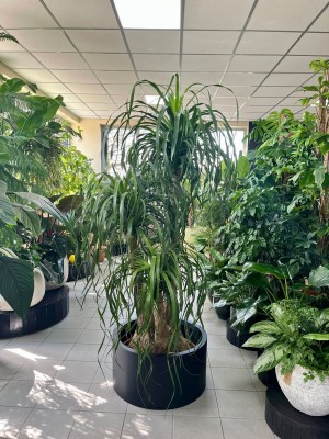 Beaucarnea recurvata, nolina XXL