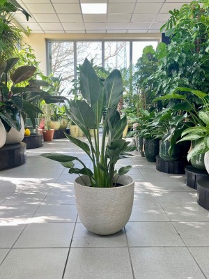 Strelitzia reginae, strelicja królewska, rajski ptak M