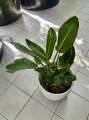 Strelitzia Reginae M, Strelicja królewska