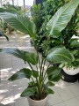 Strelitzia Nicolai, Strelicja