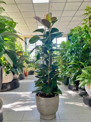 Ficus elastica Robusta, trzy pędy, fikus