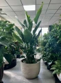 Strelitzia Nicolai XXL, Strelicja biała