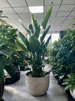Strelitzia nicolai, strelicja biała XXL